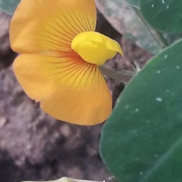 Arachis hypogaea — flower