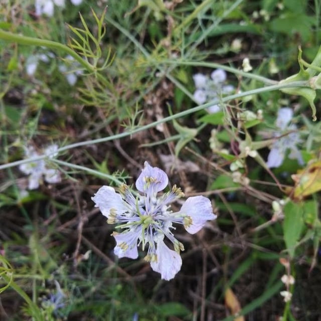Nigella arvensis — flower
