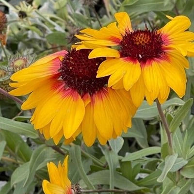 Gaillardia aristata — flower