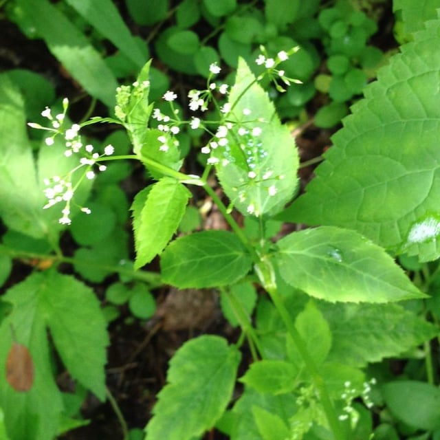 Cryptotaenia canadensis — flower