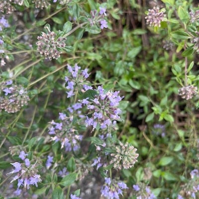 Ziziphora clinopodioides — flower