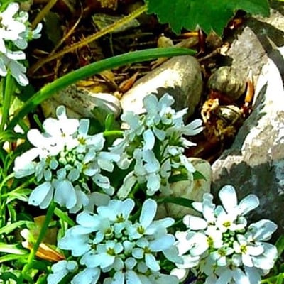 Iberis amara — flower