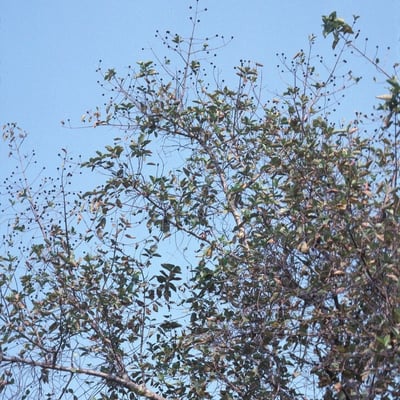 Mitragyna inermis — habit