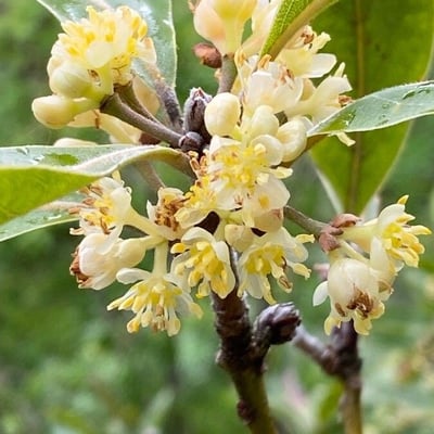 Laurus azorica — flower