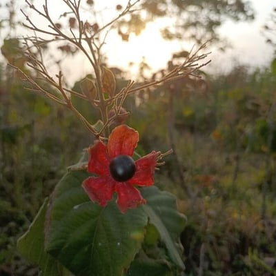 Clerodendrum infortunatum — flower
