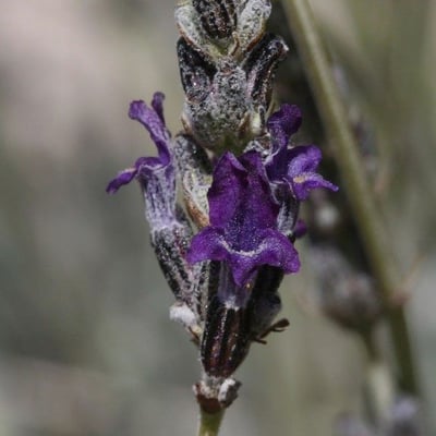 Lavandula lanata — flower
