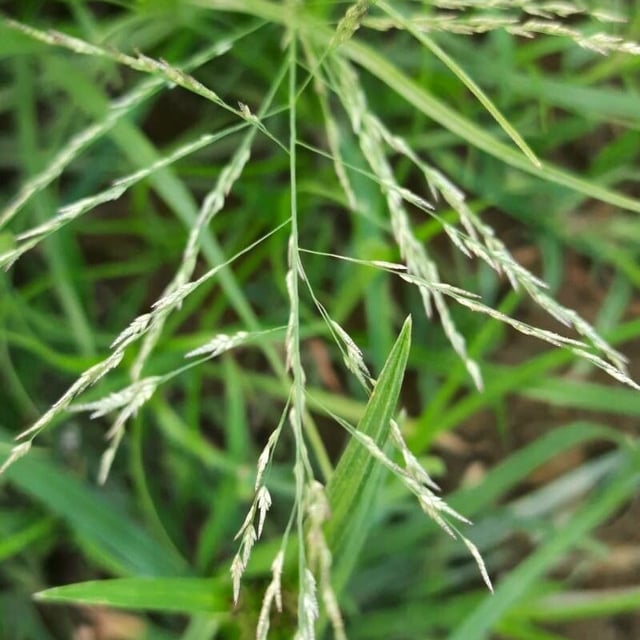 Eragrostis mexicana — flower
