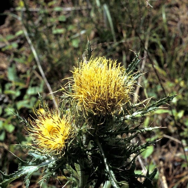 Cirsium horridulum — flower