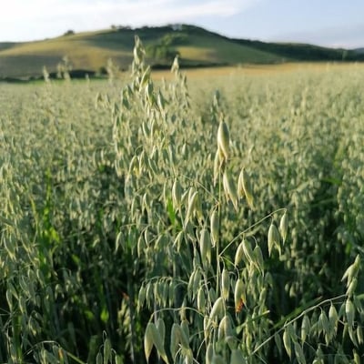 Avena sativa — flower