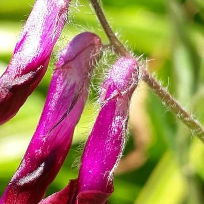 Vicia benghalensis — flower
