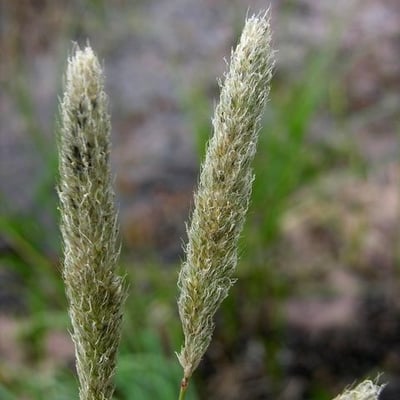 Alopecurus arundinaceus — flower