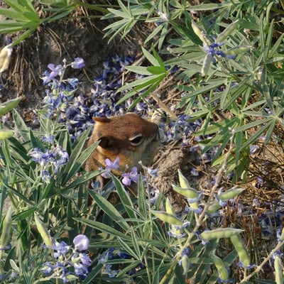 Lupinus latifolius — habit
