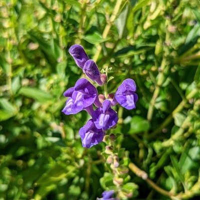Scutellaria baicalensis — flower