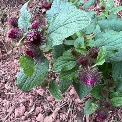 Arctium tomentosum — flower
