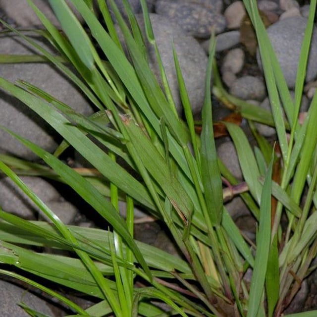 Digitaria violascens — leaf