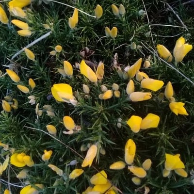 Ulex gallii — flower