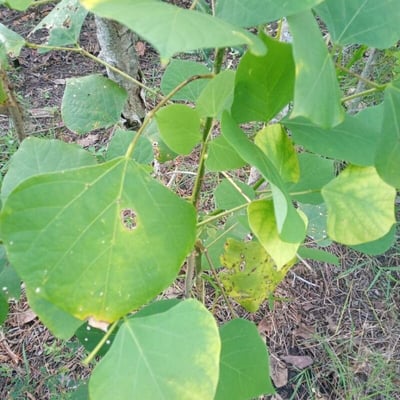 Erythrina berteroana — leaf