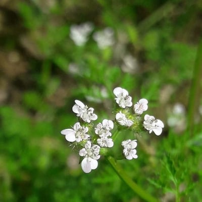 Caucalis platycarpos — flower