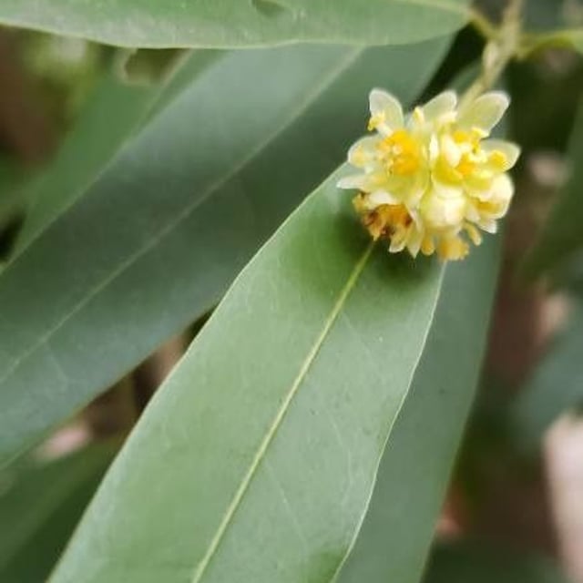Umbellularia californica — flower
