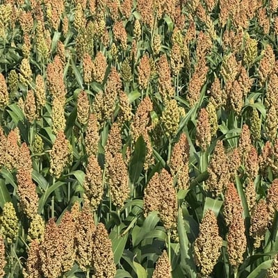 Sorghum bicolor — flower