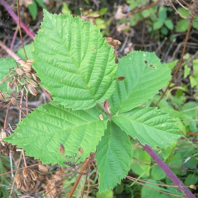 Rubus scabrosus — leaf