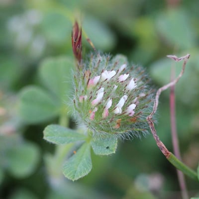 Trifolium lappaceum — flower
