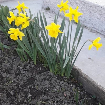 Narcissus pseudonarcissus — flower