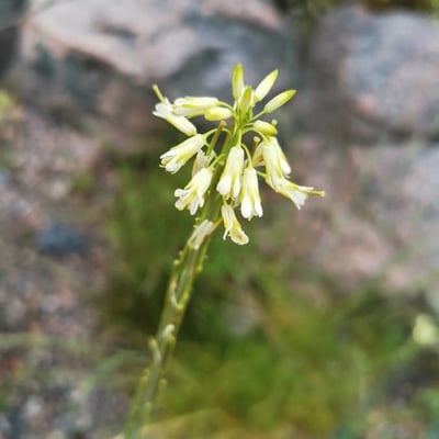 Turritis glabra — flower