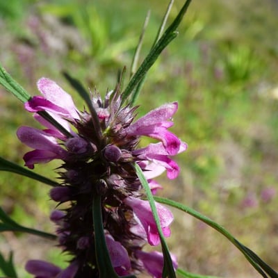 Leonurus sibiricus — flower