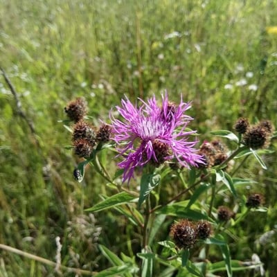 Centaurea phrygia — flower