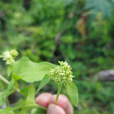 Mikania cordifolia — flower