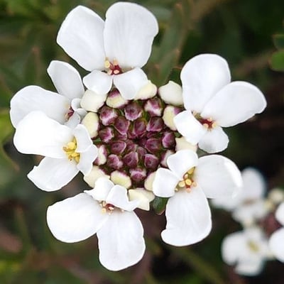 Iberis amara — flower