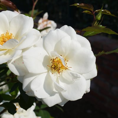 Rosa laevigata — flower