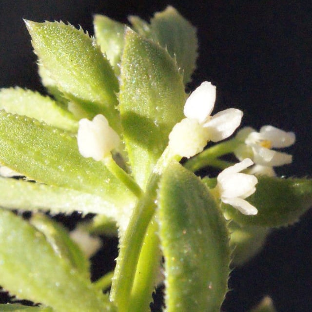 Galium verrucosum — flower