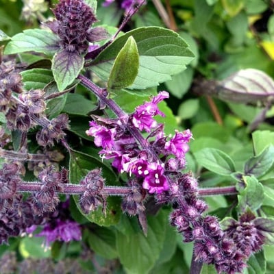Ocimum basilicum — flower