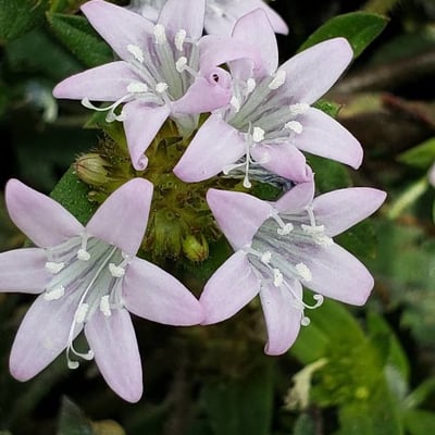 Richardia scabra — flower
