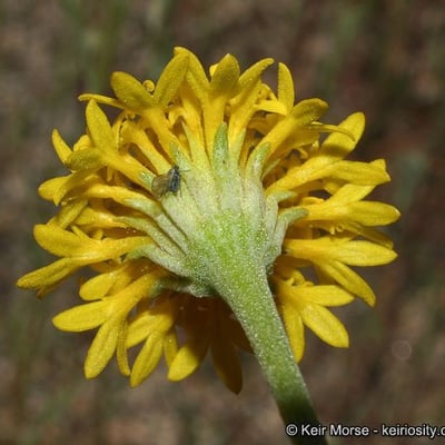 Chaenactis glabriuscula — flower
