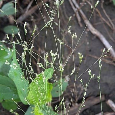 Agrostis hyemalis — habit