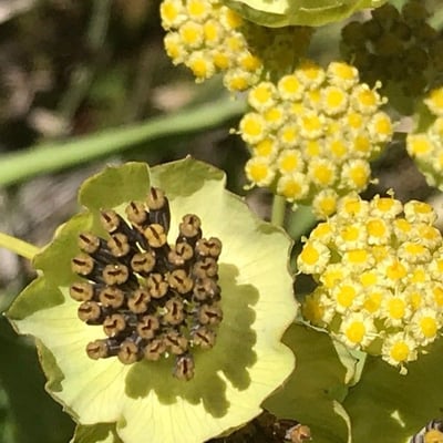 Bupleurum stellatum — flower