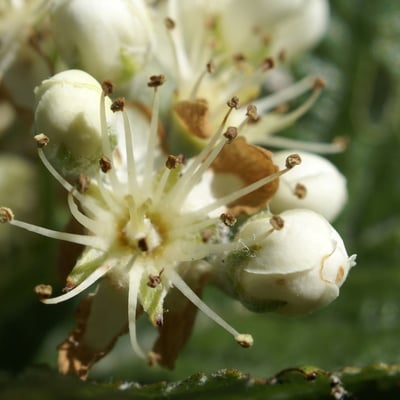 Sorbus mougeotii — flower