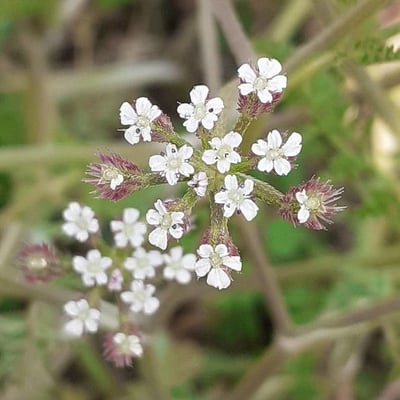 Torilis arvensis — flower