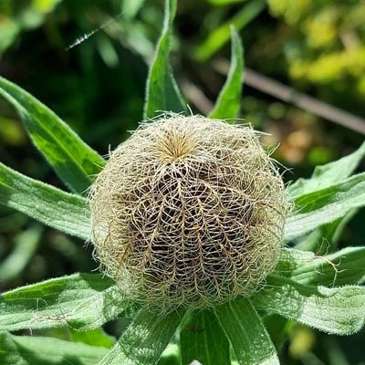 Centaurea uniflora — flower