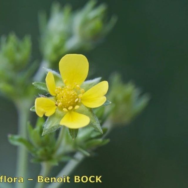 Potentilla intermedia — flower