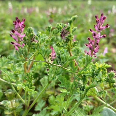Fumaria densiflora — flower