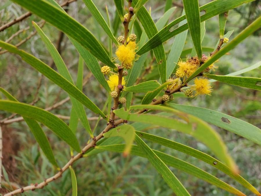 Formosan koa