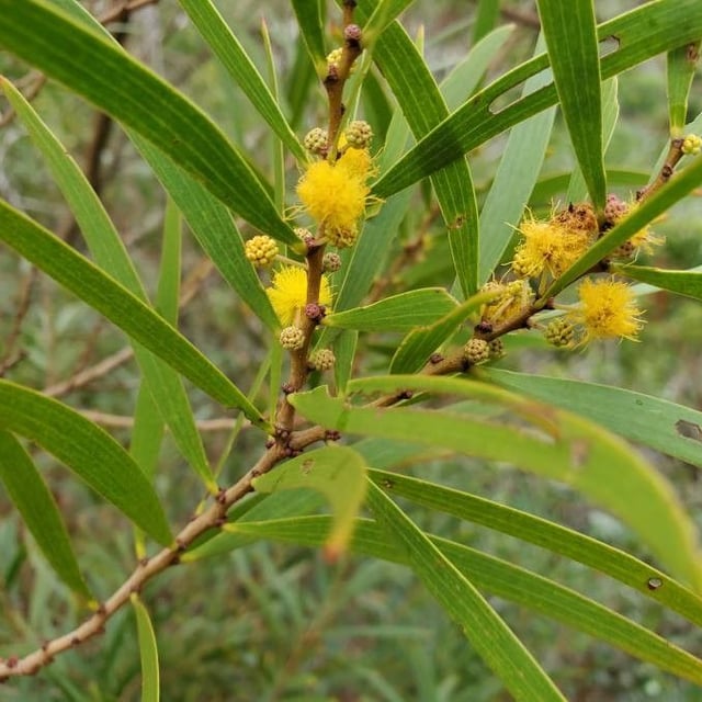 Formosan koa