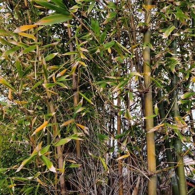 Phyllostachys nigra — flower