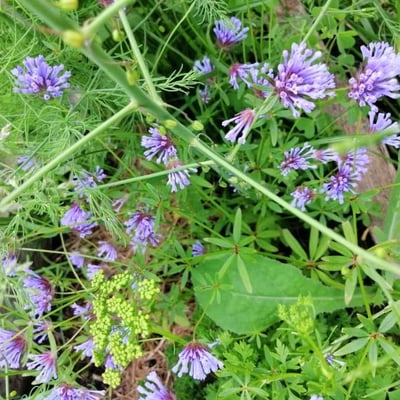 Asperula arvensis — flower