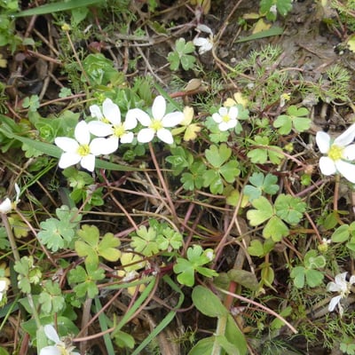 Ranunculus ololeucos — flower