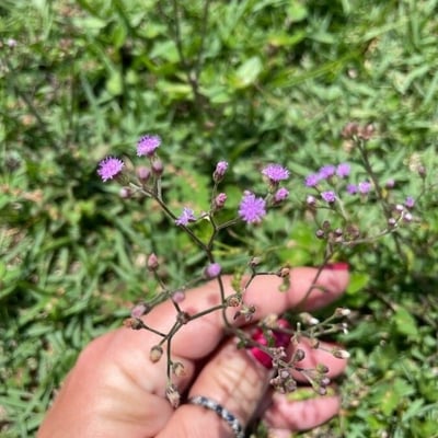 Cyanthillium cinereum — flower
